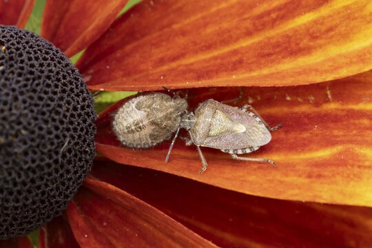 Sloe bug or hairy shieldbug (Dolycoris baccarum) two adult insects on a garden Rudbeckia flower in summer, England, United Kingdom