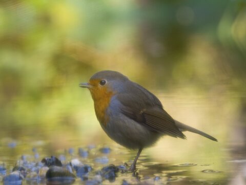 A robin (Erithacus rubecula) standing in shallow water, with a soft-focus effect created by the haze, Hesse, Germany