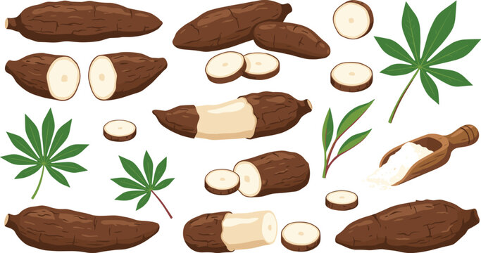 Fresh Cassava Root Vector Set with Slices Tapioca Starch Powder and Green Leaves for Agriculture and Food Designs