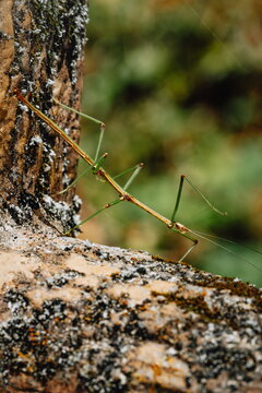 Japanese Stick Insect on Tree Bark Macro Photography