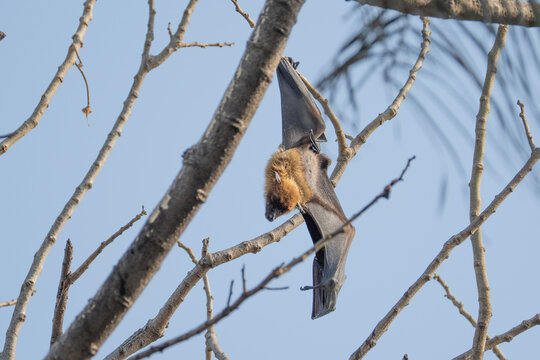 indian flying fox or greater indian fruit bat or Pteropus giganteus face closeup or portrait hanging on tree with wingspan eye contact at ranthambore national park forest tiger reserve rajasthan india