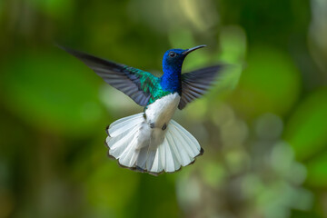 Fototapeta premium Florisuga mellivora White-necked jacobin Kolibřík bělokrký, Best Humminbird from Ecuador in the flight, wildlife from tropic jungle. Wildlife scene from nature. Hummingbird with flower, in flight.