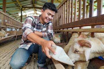 Asian Farmer Feeding Sheep with Silage Grass in Barn © Yazid Nasuha