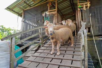 Sheep Standing on Wooden Ramp in Barn © Yazid Nasuha