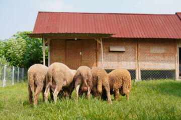 Sheep Grazing in a Grassy Field Near a Wooden Building © Yazid Nasuha