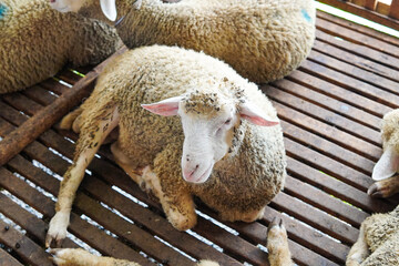 Flock of Sheep Resting in Pen © Yazid Nasuha