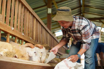 Asian Farmer man Feeding Sheep in Barn © Yazid Nasuha