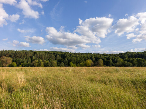 Expansive Green Summer Field with Distant Forest under Bright Sky