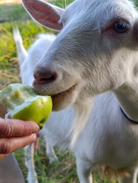 Close Up of White Goat Eating Green Apple from Human Hand