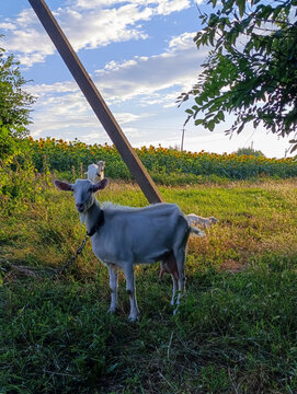 Domestic White Goat Standing in Grassy Meadow Under Power Lines