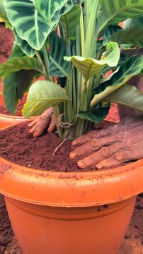 Hands of gardener pressing soil around tropical houseplant in terracotta pot.