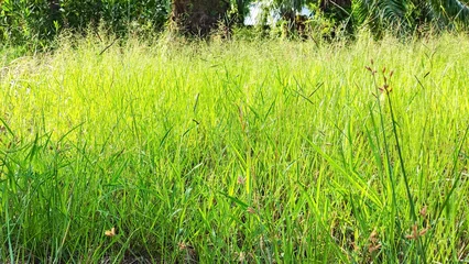 Lush Green Meadow in Sunlight: A vibrant, sun-drenched meadow filled with tall, green grass and delicate wildflowers under a clear sky, evoking a sense of peace and natural beauty. © Chatchaa