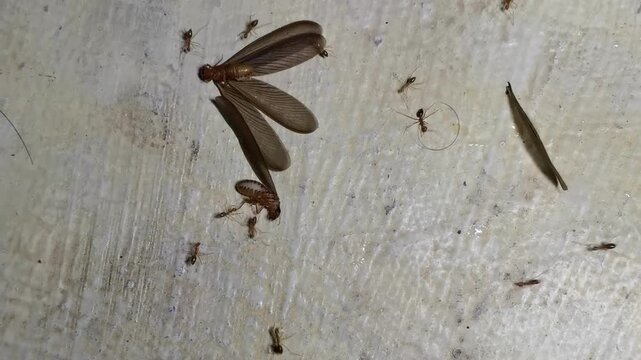 Winged Termites Attacked and Dismembered by Ants on Concrete