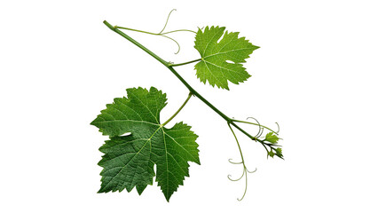 Fresh green grape vine branch with detailed leaves isolated on transparent background © Hanna