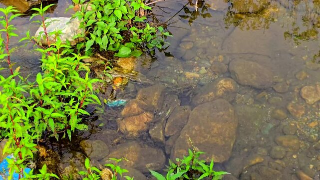 Water strider swimming on the running water. Common water strider on water surface in wilderness.
