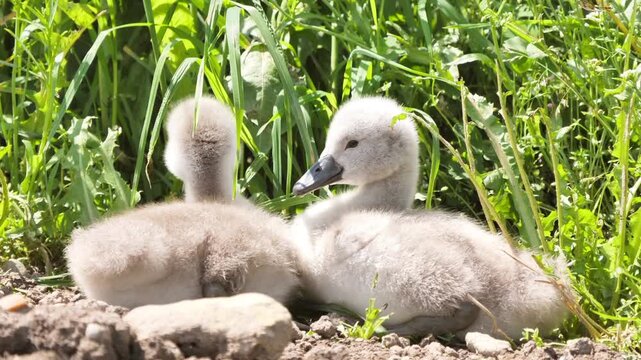 Fluffy Swan Cygnets Resting on Riverbank in Nature