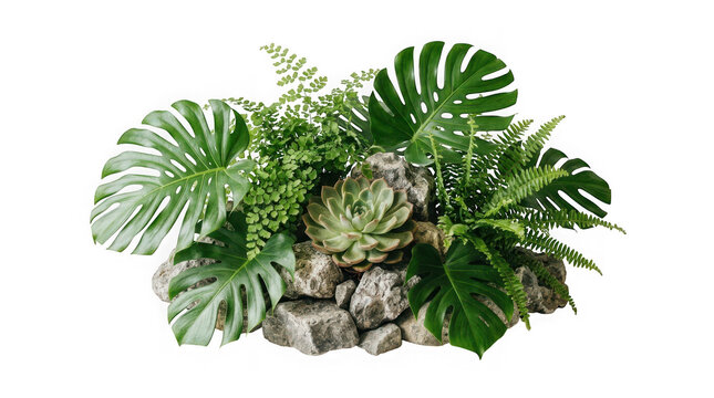 Decorative arrangement of tropical plants and succulents on rocks isolated on transparent background