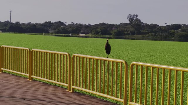 Bare-faced Ibis (Phimosus infuscatus) perches on a boardwalk safety railing above dense water hyacinth (Eichhornia crassipes) in Chapada dos Veadeiros, Alto Paraiso de Goias, Goias, Brazil