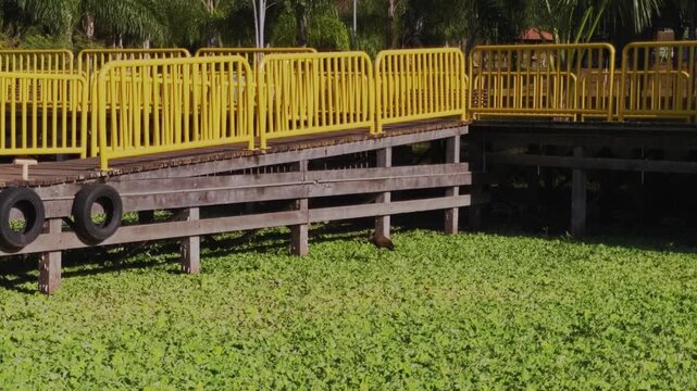 Wooden boardwalk with yellow safety railings extends above dense water hyacinth (Eichhornia crassipes) in Chapada dos Veadeiros, Alto Paraiso de Goias, Goias, Brazil, static handheld.