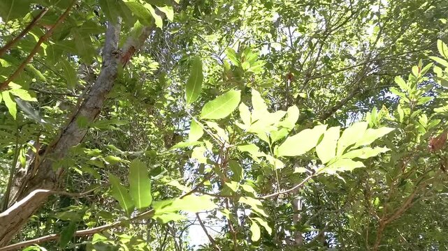 Native gallery forest canopy filters sunlight through broadleaf trees inside Chapada dos Veadeiros National Park, Alto Paraiso de Goias, Goias, Brazil, revealing mature Cerrado woodland vegetation