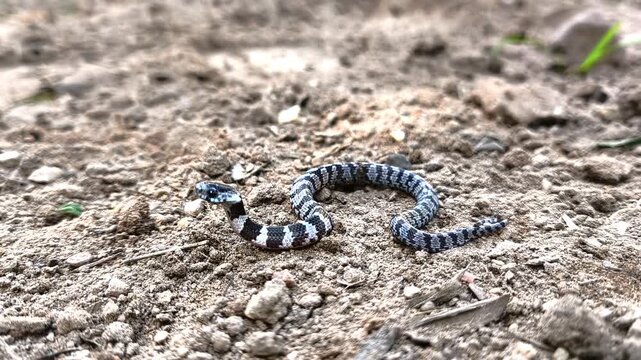 Juvenile false coral snake (Oxyrhopus sp.) moves across dry Cerrado soil in Chapada dos Veadeiros National Park, Alto Paraiso de Goias, Goias, Brazil, static shot.