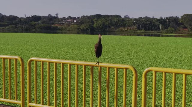 Bare-faced Ibis (Phimosus infuscatus) perches on a yellow safety railing above dense water hyacinth (Eichhornia crassipes) in Chapada dos Veadeiros, Alto Paraiso de Goias, Goias, Brazil, handheld came