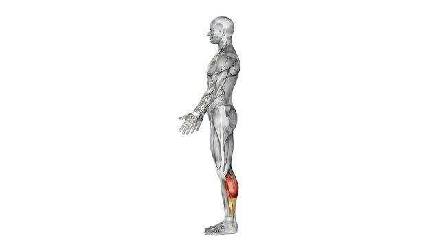 Human body anatomy model showing highlighted calf muscle and lower leg structure