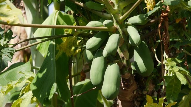 Green papaya fruits grow on a tree in a tropical plantation with broad green leaves. Tropical plantation.