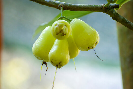 Close-up shot of unripe Syzygium samarangense, also known as wax apples or Java apples,  growing on a tropical plant stem, highlighting the smooth skin and distinctive bottom shape.