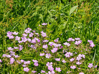 Fototapeta premium Wild Purple Flowers in Mountain Meadow