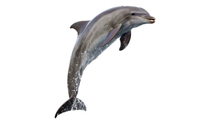 Grey marine dolphin jumping high out of water isolated on transparent background © Olga