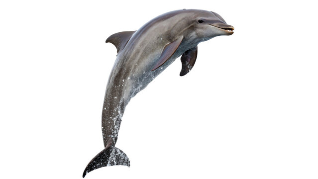 Grey marine dolphin jumping high out of water isolated on transparent background