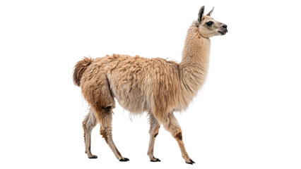Wild exotic domestic brown alpaca llama standing profile isolated on transparent background © Pavel