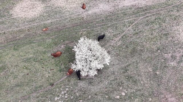 Rural drone view of cow herd amid rolling meadow