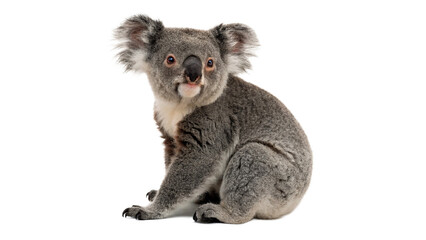 Cute wild grey Australian koala sitting alertly isolated on transparent background © Pavel