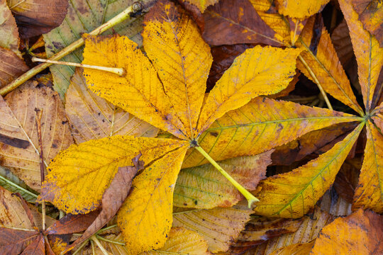 A close-up of yellow autumn horse chestnut leaves scattered on the forest floor, showing detailed veins, texture and seasonal decay. Warm tones evoke fall mood, nature, and changing seasons