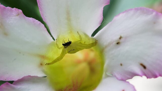 White Crab Spider Capturing a Fly Inside a Pink Desert Rose Flower, Macro video of a white crab spider hiding inside a pink desert rose  flower while capturing and feeding on a small fly