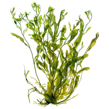Fresh green seaweed on white background, marine algae cluster, organic ocean plant isolated for food and nature concepts