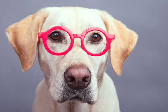 Close-up portrait of a yellow labrador retriever wearing a pair of round red glasses in front of a grey background