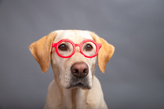 Close-up portrait of a yellow labrador retriever wearing a pair of round red glasses in front of a grey background