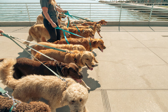 Close-up side view of a dog walker walking a large group of assorted dogs along the waterfront, St Petersburg, Florida, USA