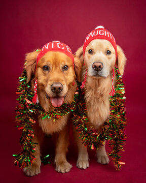 Portrait of two golden retrievers sitting in front of a red background wearing naughty and nice hats and multi coloured tinsel