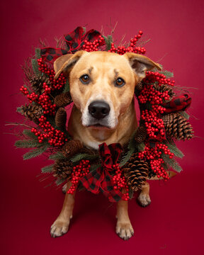 Portrait of a tan coloured pitsky dog standing in front of a red background wearing a festive Christmas wreath with pinecones and berries