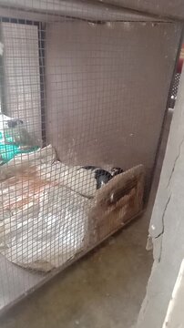 Beautiful pigeons rest in cage 