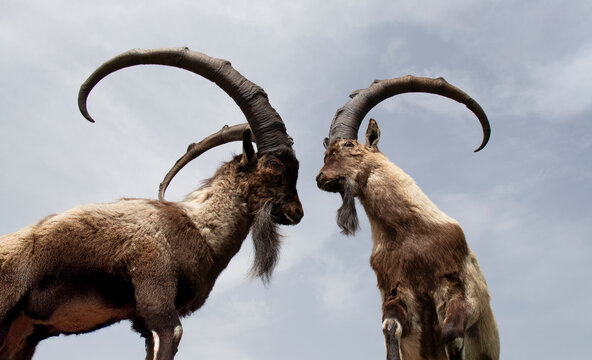 Close-up side view of two wild Ibex mountain goats about to lock horns in an alpine landscape, Turkey