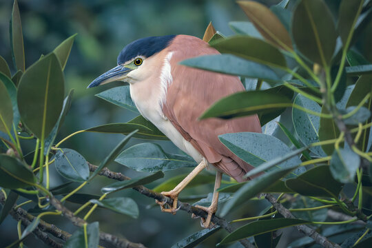Close-up side view of a wild nankeen night heron (Nycticorax caledonicus) perched in a Moreton bay fig tree (Ficus macrophylla), Victoria, Australia