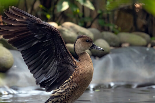 Close-up side view of a Lesser Whistling Duck (Dendrocygna javanica) flapping its wings in a lake, Indonesia