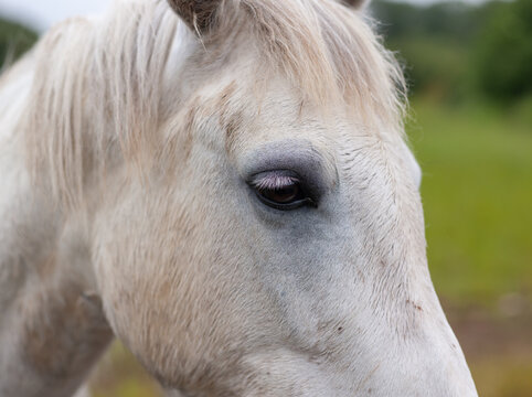 Close-up side view of a white horse's head, Belarus