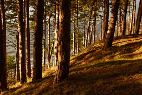 Sunlit pine forest by the Baltic sea, Lithuania