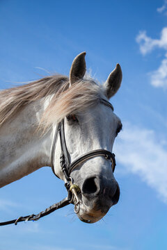 Close-up side view of a white horse wearing a bridle on a windy day